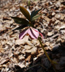 120419hellebo2.jpg
