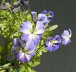 120421azureum.jpg