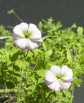 120421azureum_white.jpg