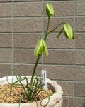 120421albuca2.jpg