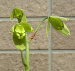 120421albuca.jpg