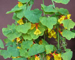 120423fintel.jpg