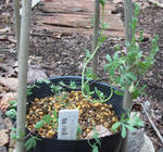 120426sessili1.jpg