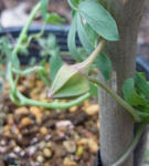 120426sessili2.jpg