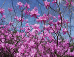 120501misuba.jpg