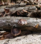 120501shiitake.jpg
