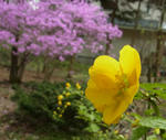 120503yamabuki2.jpg
