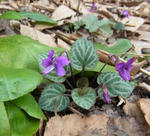 120504sumire.jpg