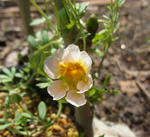 120506sessilifolium.jpg
