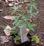 120507geranium2.jpg