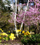 120507yamabuki2.jpg