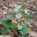 120508sumire.jpg