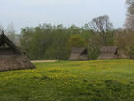 120509tampopo.jpg