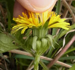 120509tampopo_seiyo.jpg