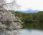 120511sakura.jpg