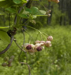 120510akebi.jpg