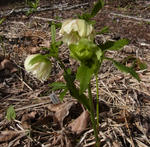 120511hellebo2.jpg