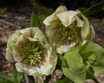 120511hellebo.jpg