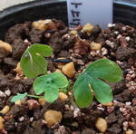 120514smithii.jpg
