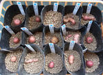 120516tubers.jpg
