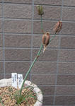 120518albuca.jpg