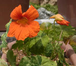 120518orange.jpg