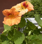 120518peach.jpg