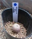 120523azureum.jpg