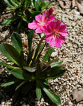 120526lewisia.jpg