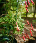 120526pentaphyllum.jpg