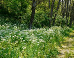 120529konron2.jpg
