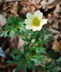 120529anemonep.jpg