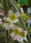 120601sessilifolium.jpg