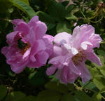 120608damask.jpg