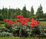 120611rose.jpg