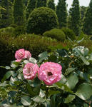 120611rose2.jpg