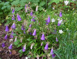120612Symphyandra.jpg