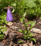 120612Symphyandra2.jpg
