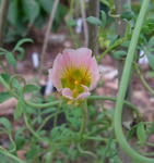 120613sessili1.jpg