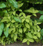 120615futarisizuka.jpg