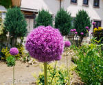 120615gigantium.jpg