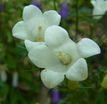 120619campa2.jpg
