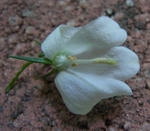 120619campa1.jpg
