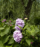120623ajisai3.jpg