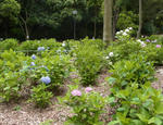120624ajisai.jpg
