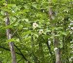 120705natsutsubaki2.jpg
