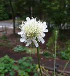 120903alpine_scabiosa.jpg