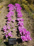 121014colchicum.jpg