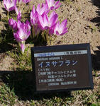 121014colchicum2.jpg