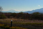 121118fujisan.jpg